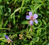 Geranium pratense