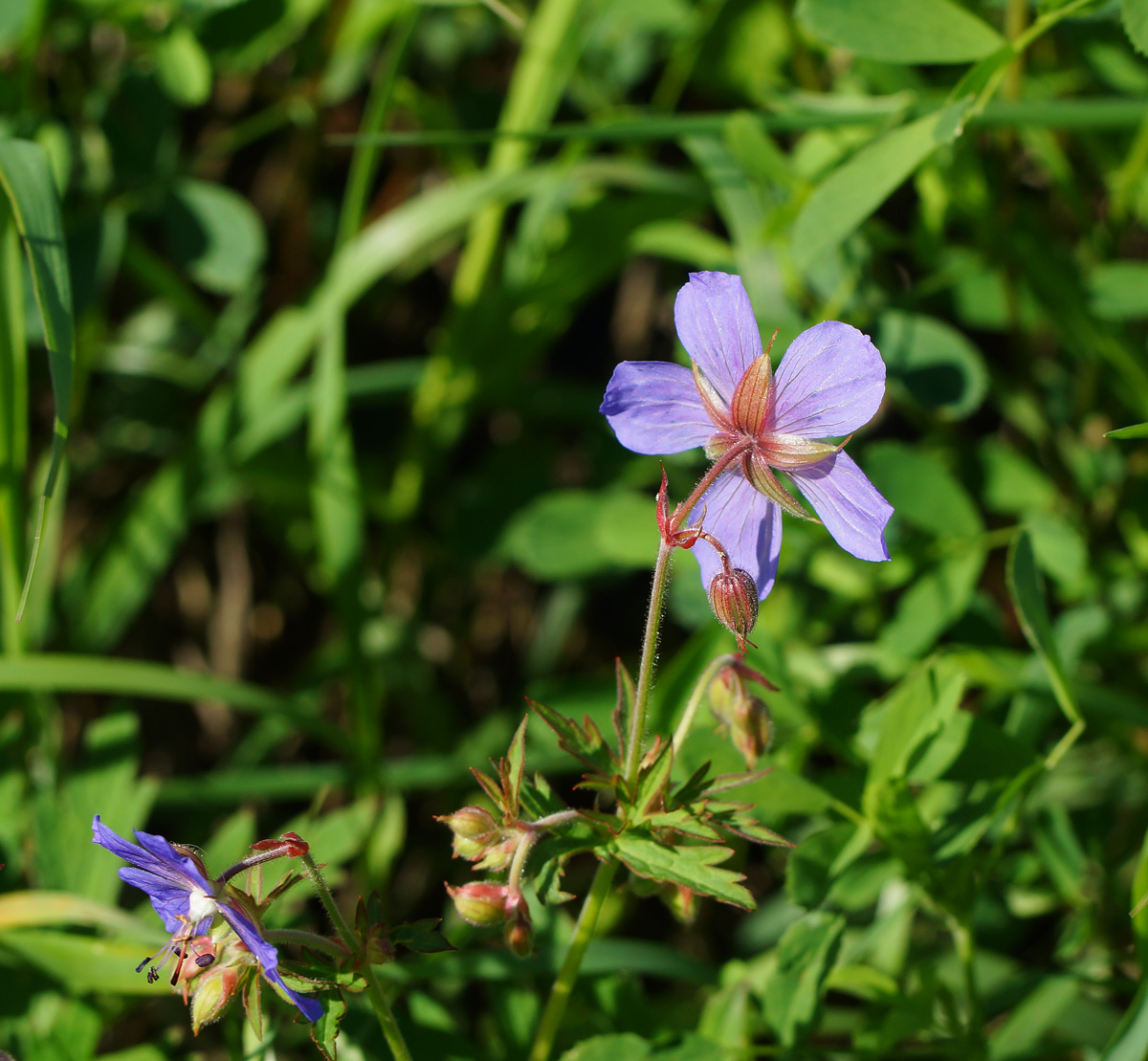 Изображение особи Geranium pratense.