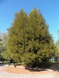 Смотреть изображение Juniperus virginiana
