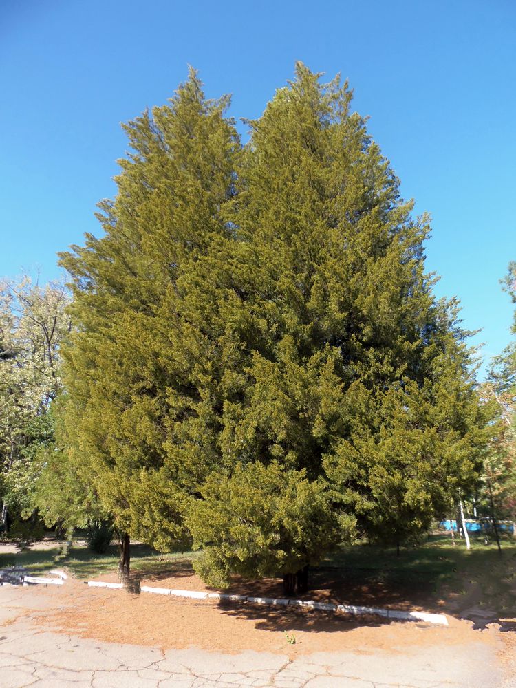 Image of Juniperus virginiana specimen.