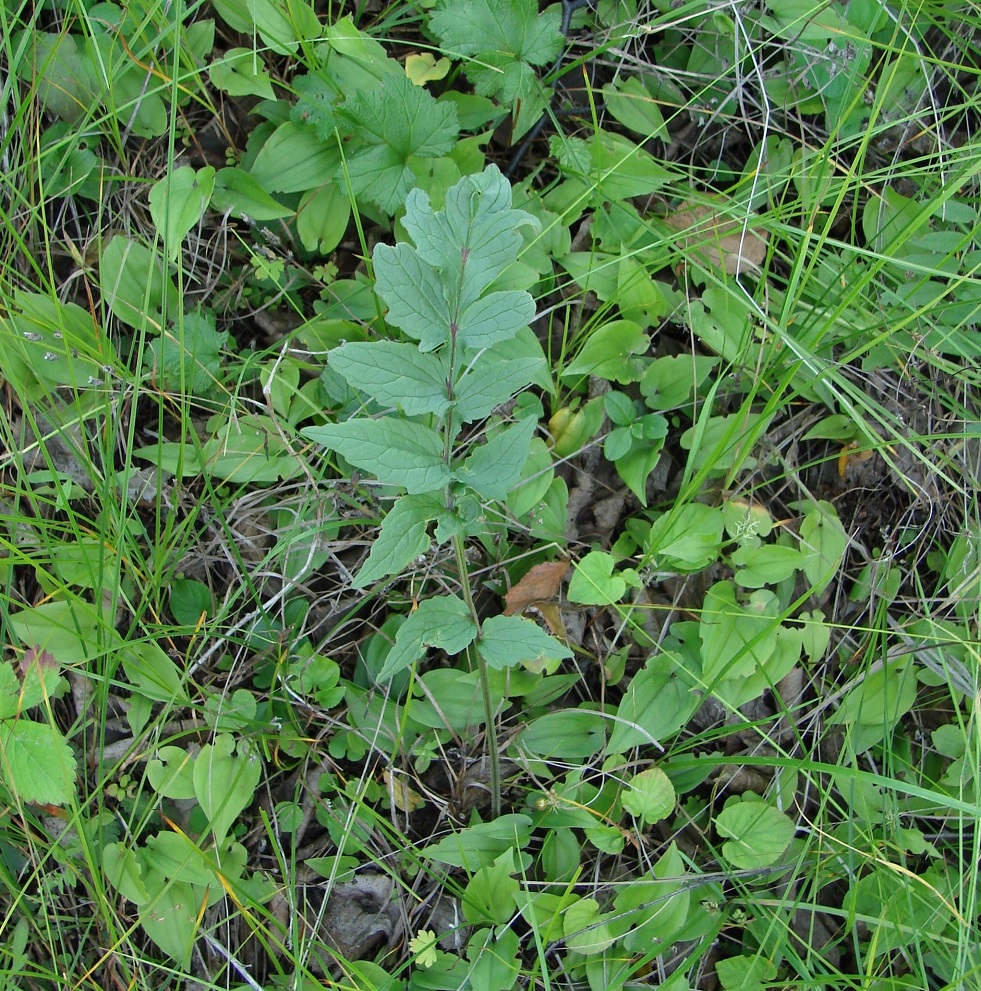 Изображение особи род Valeriana.