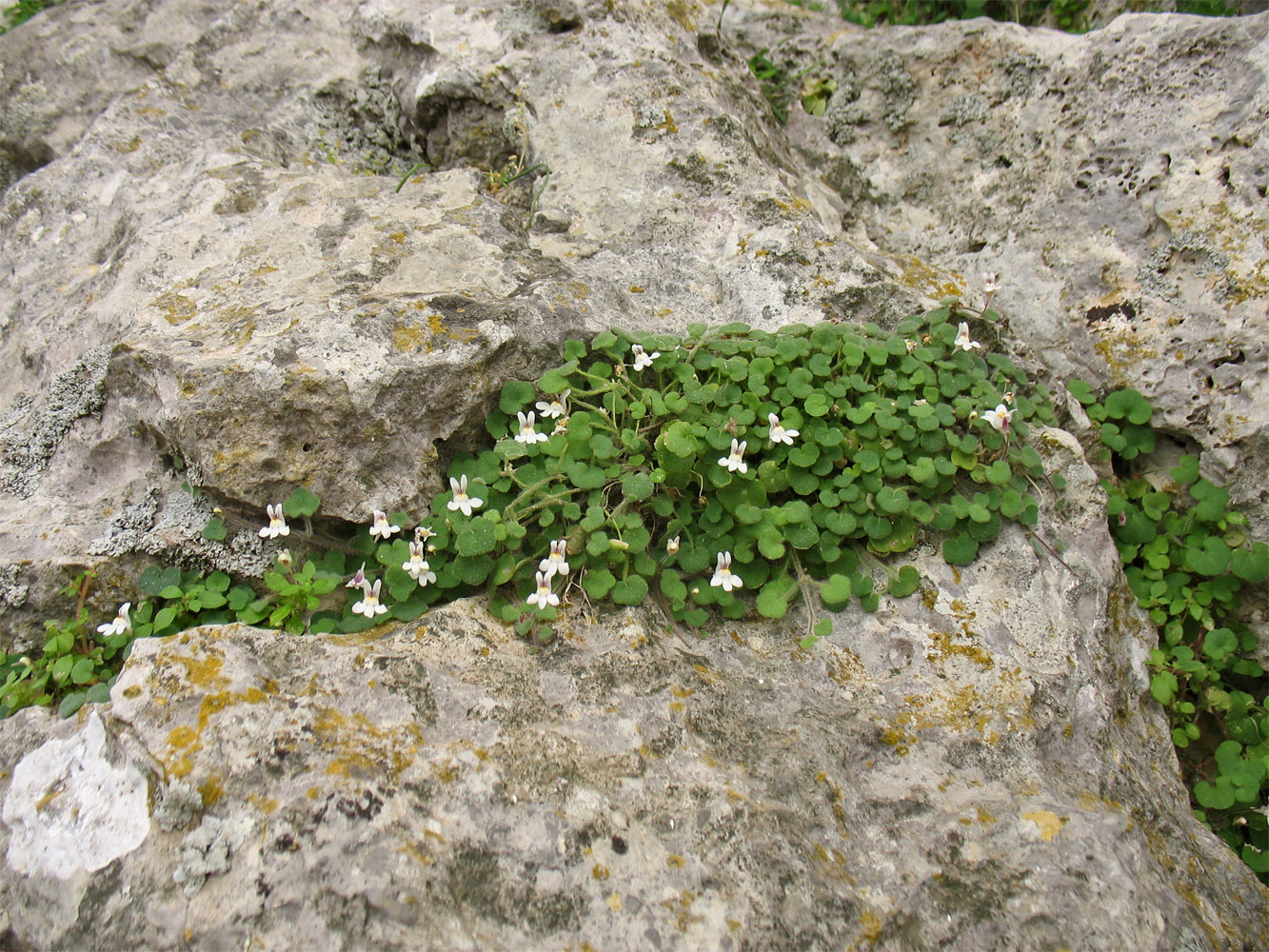 Изображение особи Cymbalaria acutiloba ssp. dodekanesi.