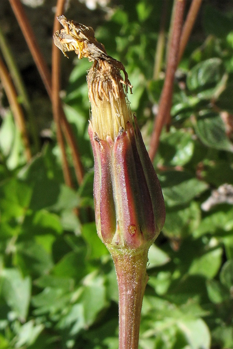 Image of Hyoseris lucida specimen.