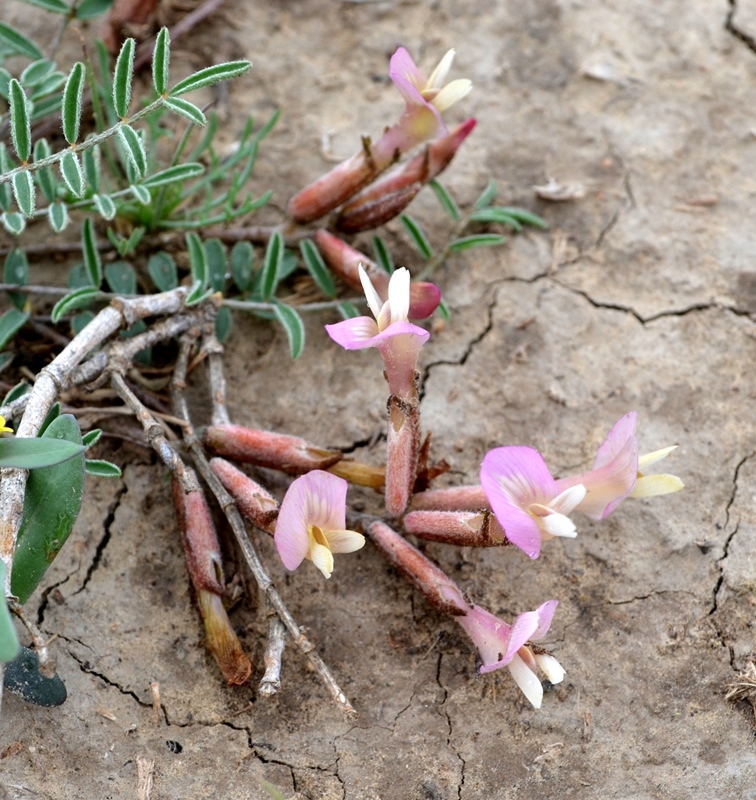 Изображение особи Astragalus pallasii.