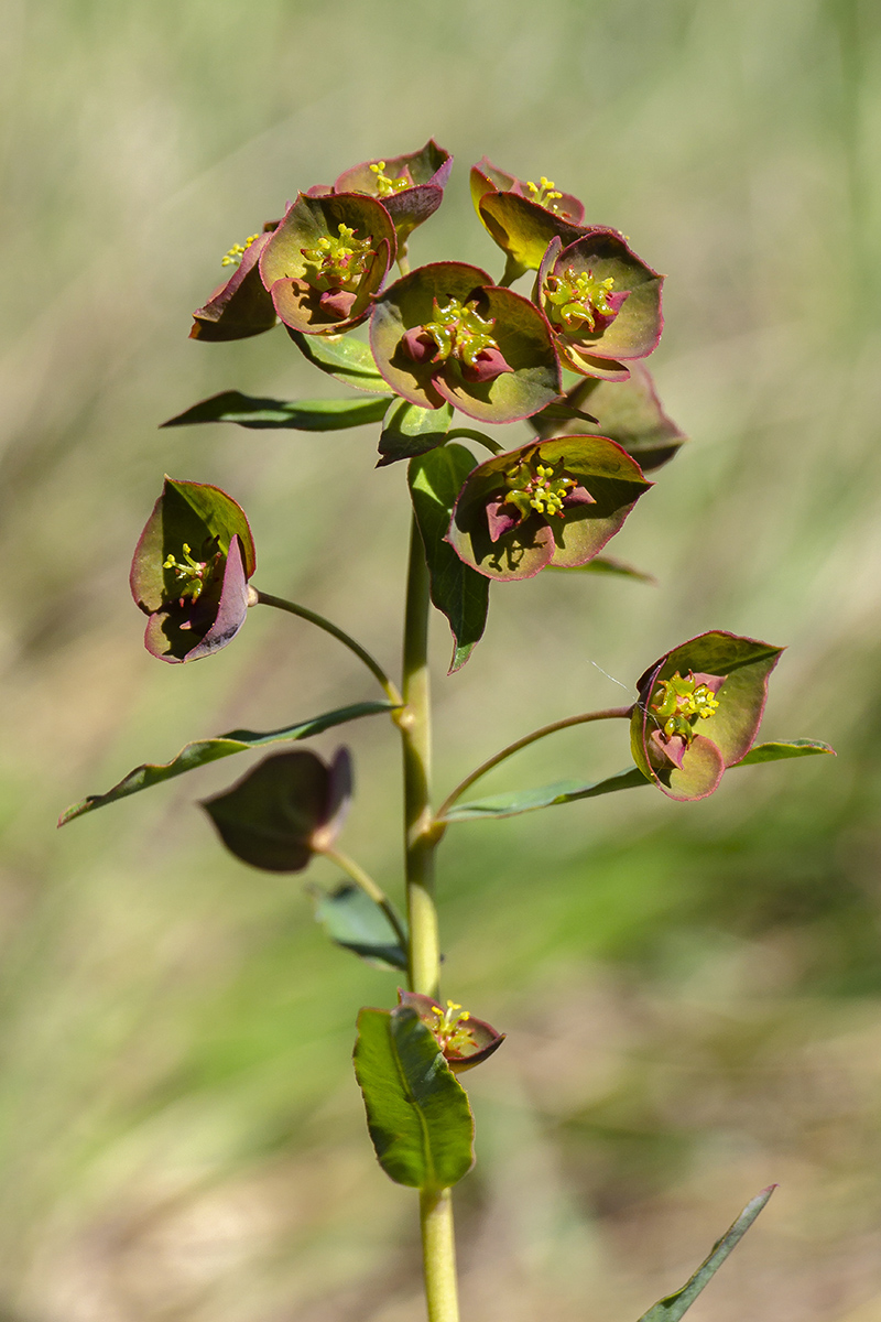 Изображение особи род Euphorbia.