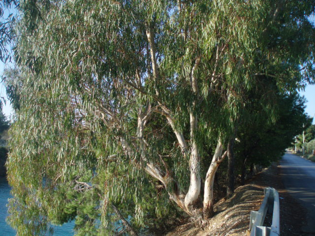 Image of genus Eucalyptus specimen.