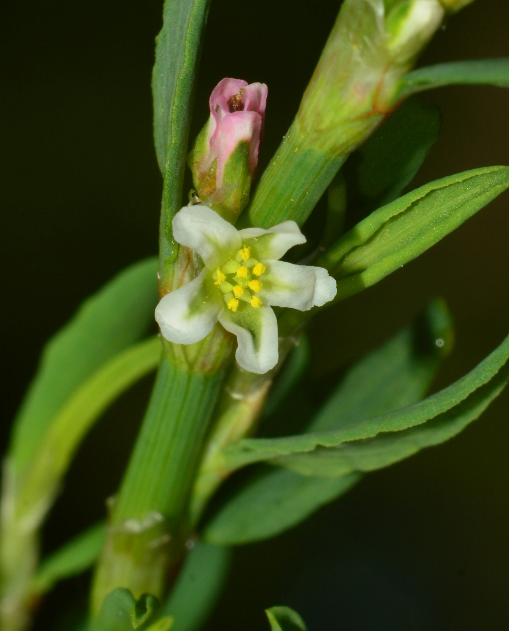 Изображение особи Polygonum neglectum.