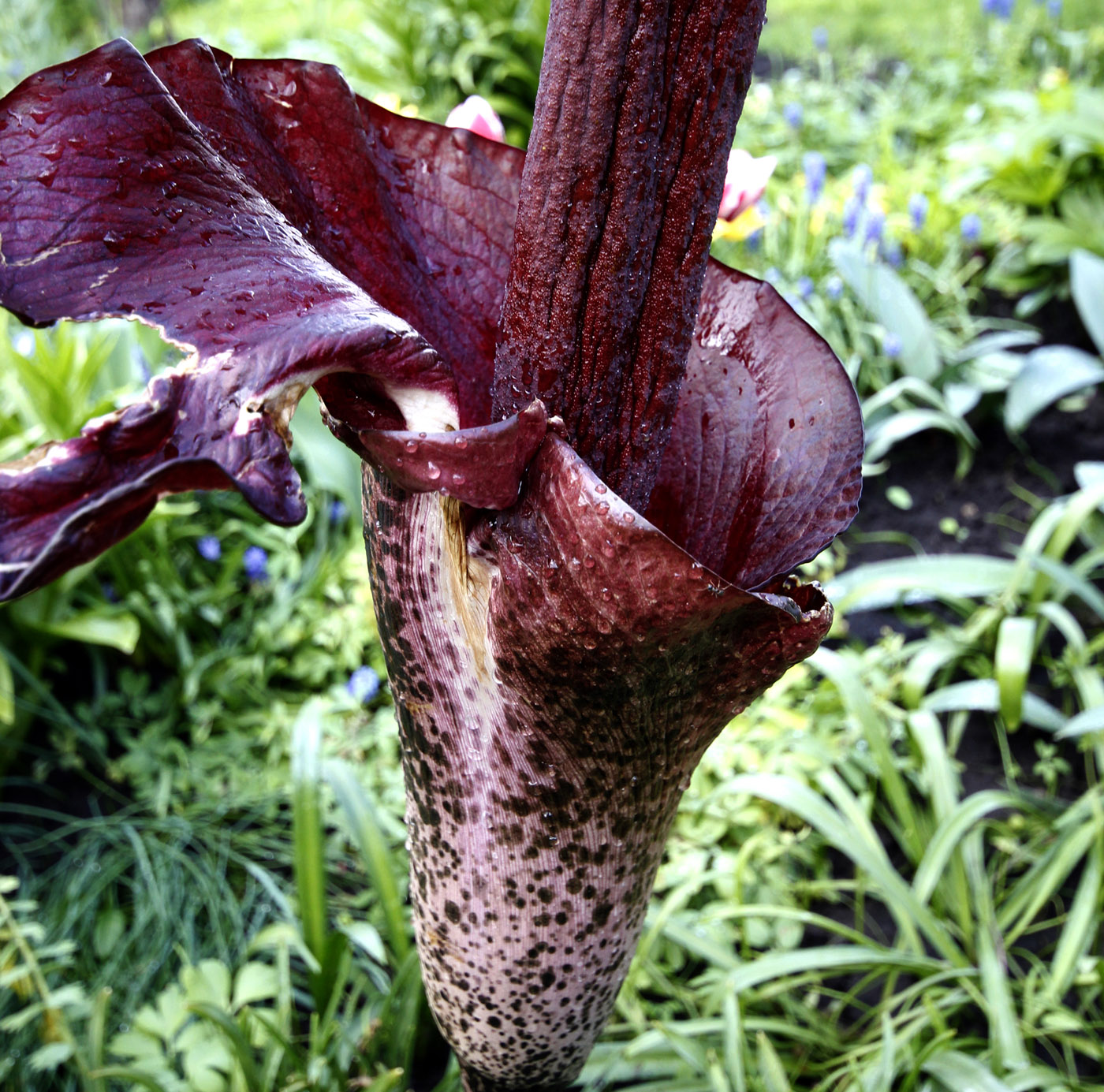 Image of Amorphophallus konjac specimen.