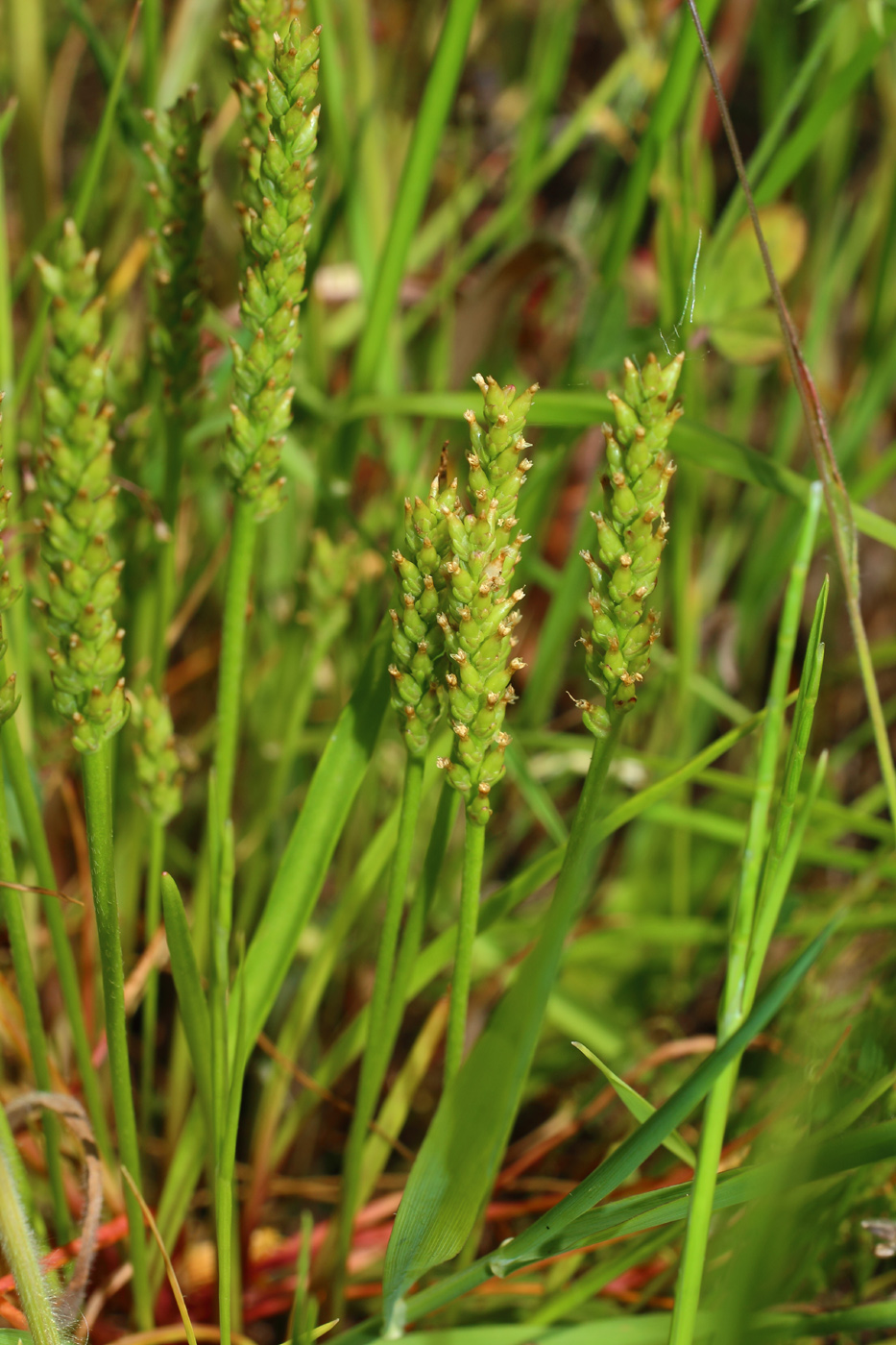 Изображение особи Plantago tenuiflora.