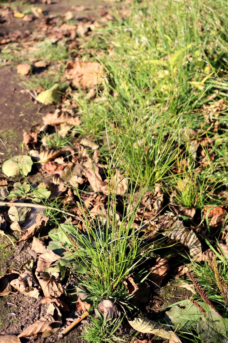 Image of Juncus tenuis specimen.