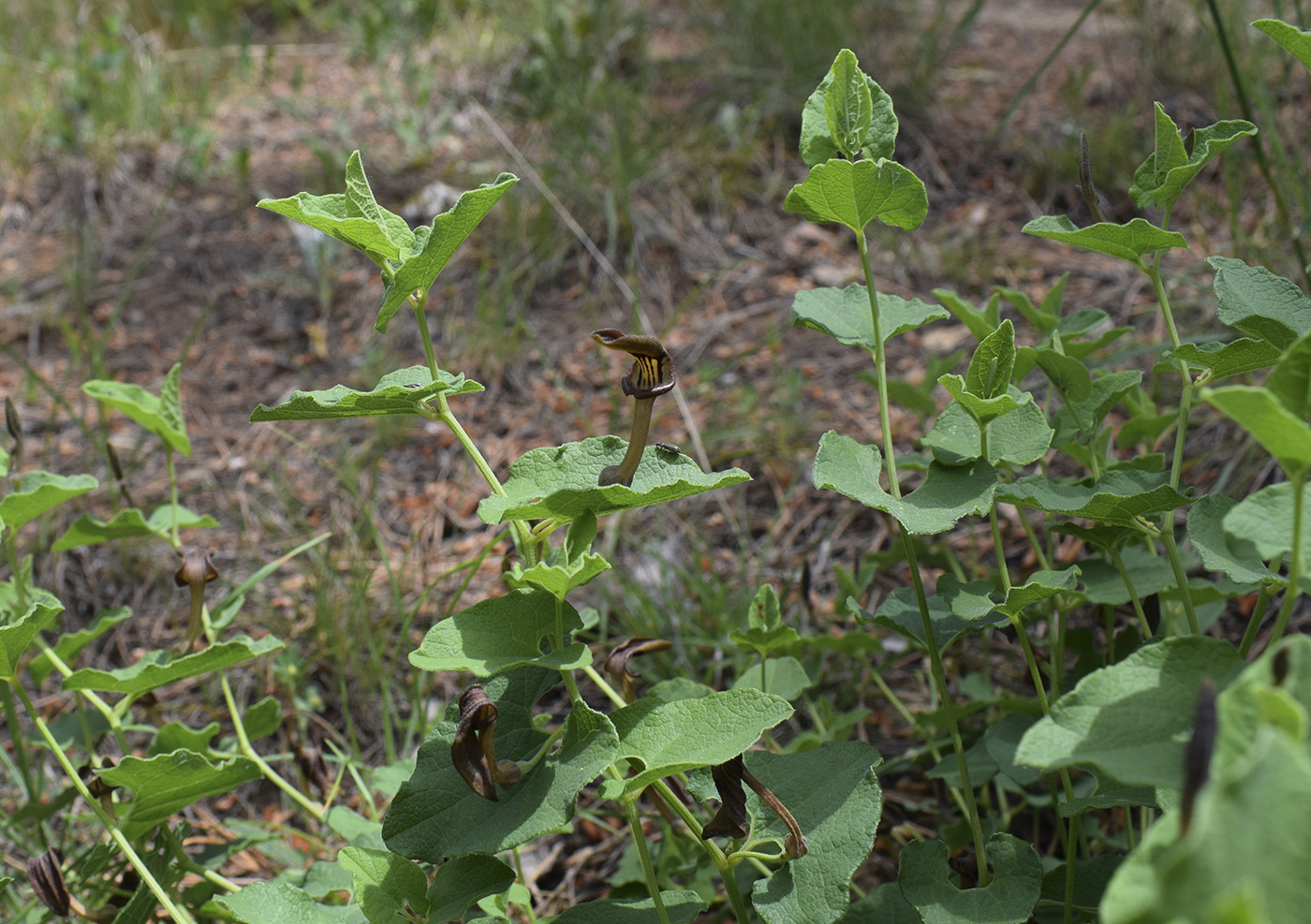 Image of Aristolochia pistolochia specimen.