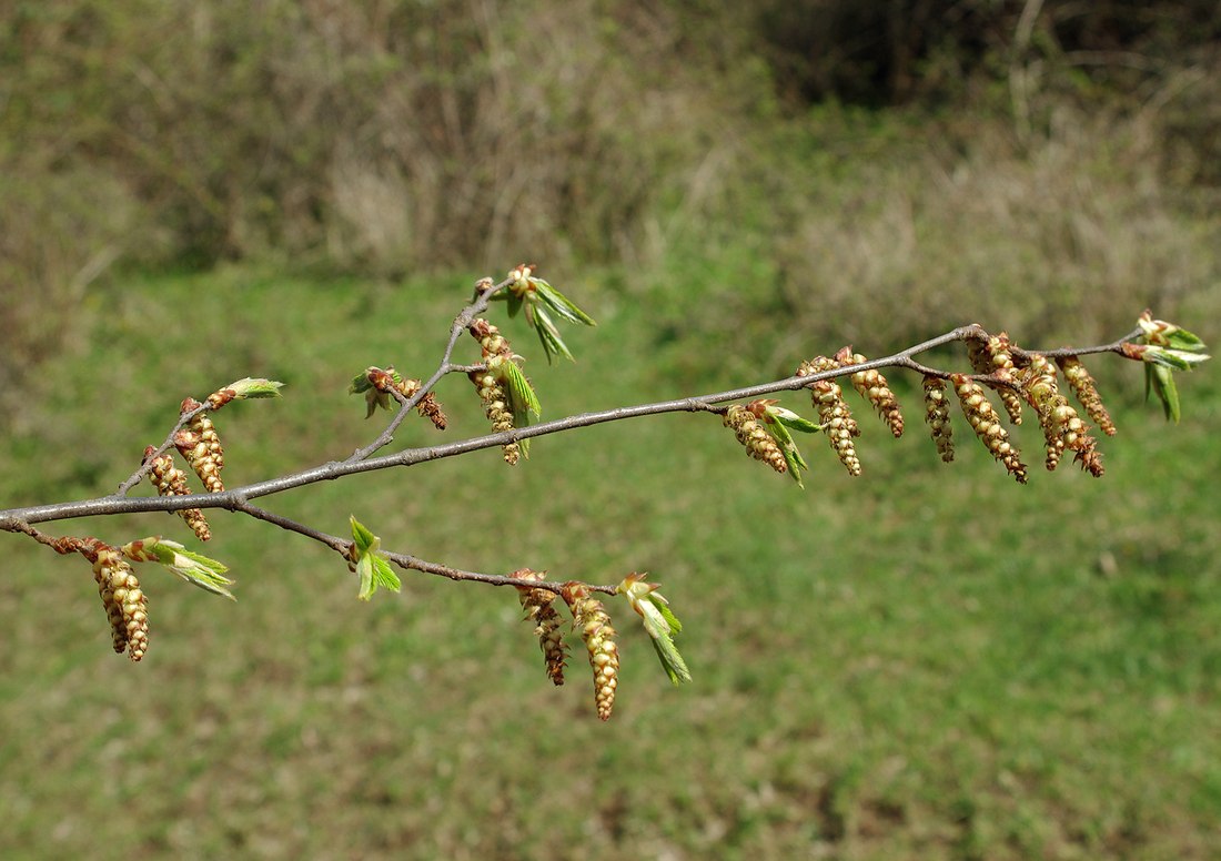 Изображение особи Carpinus betulus.