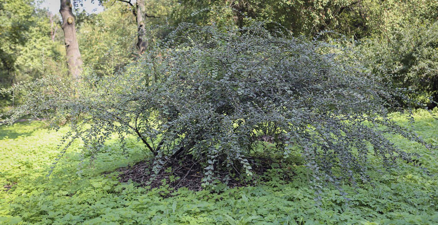 Image of genus Cotoneaster specimen.