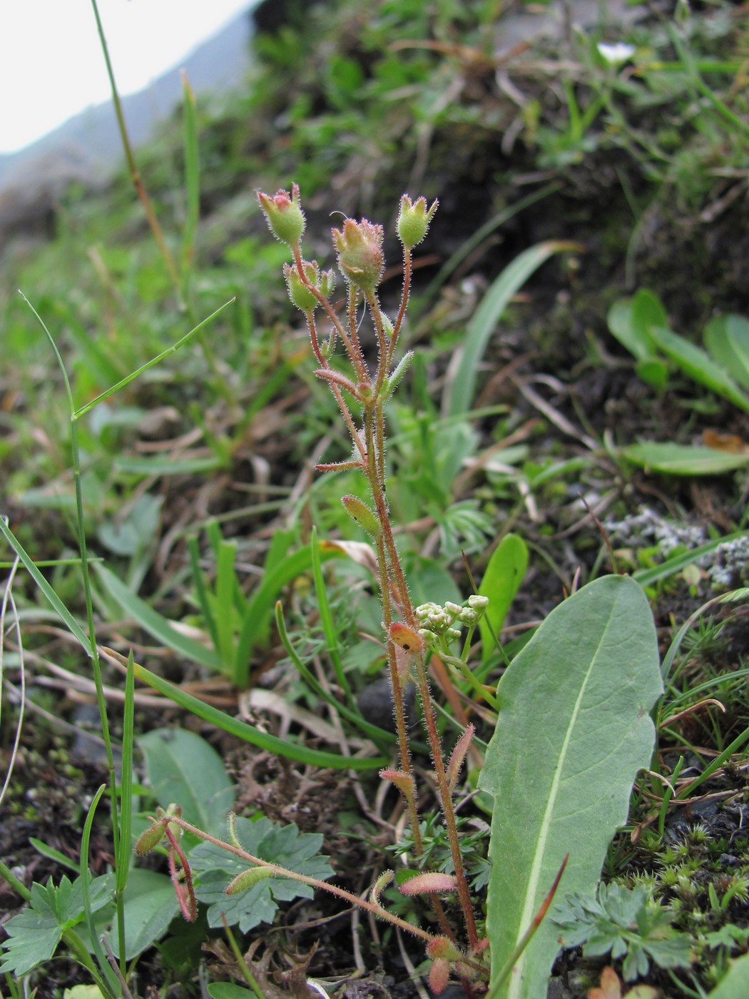 Image of Saxifraga tridactylites specimen.