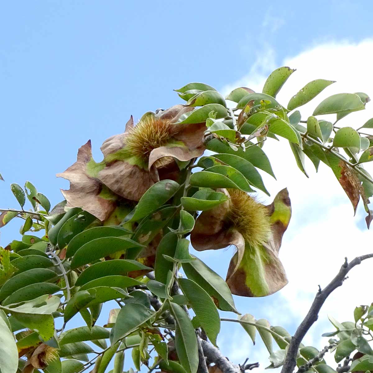 Изображение особи Pterocarpus angolensis.