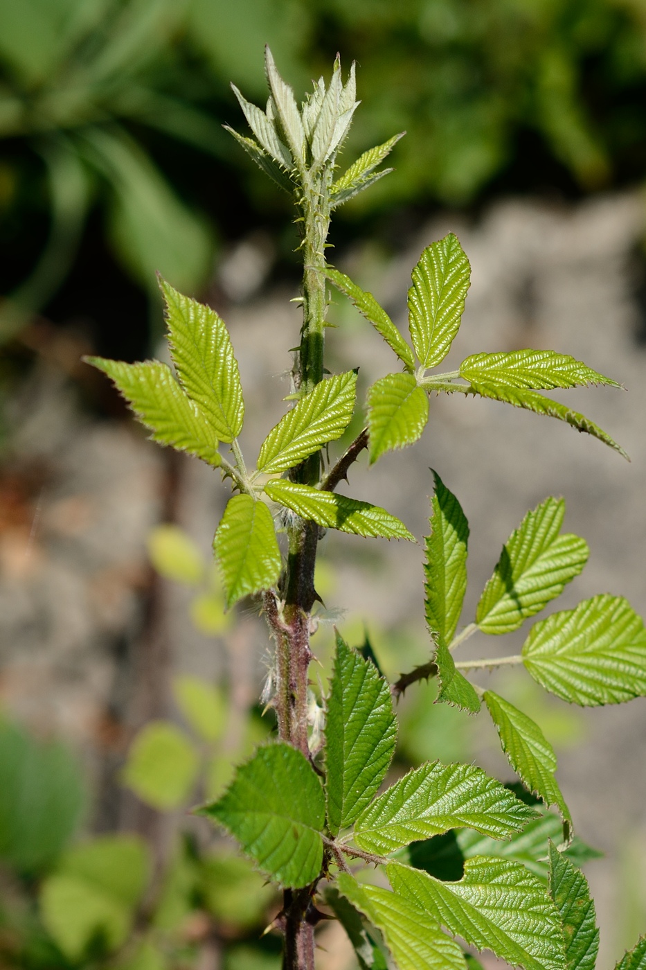 Image of Rubus sanctus specimen.