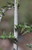 Echinops sibiricus. Часть побега. Алтай, 24 км СЗЗ с. Акташ, долина р. Чуя, лугово-степной склон. 28 июня 2022 г.