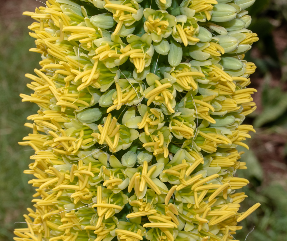 Image of Agave vilmoriniana specimen.