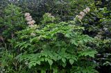 Aralia cordata. Плодоносящее растение. Курильские о-ва, о-в Кунашир, склон вулкана Головнина, ≈ 400 м н.у.м., опушка широколиственного леса. 20.08.2022.