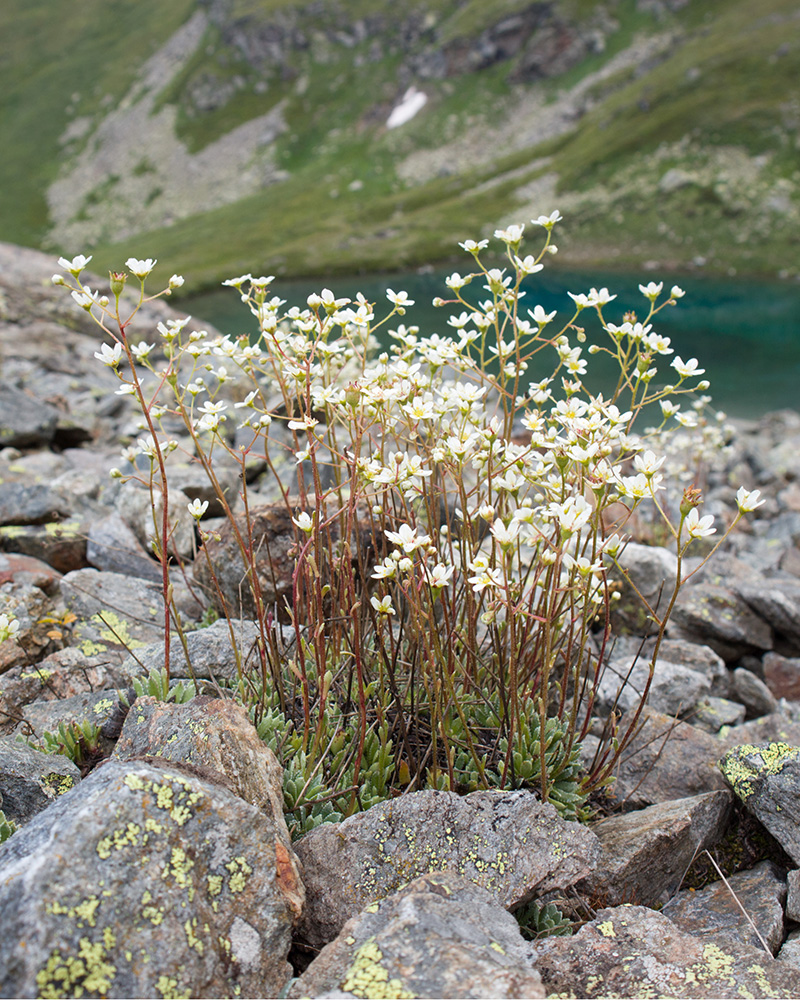 Изображение особи Saxifraga cartilaginea.