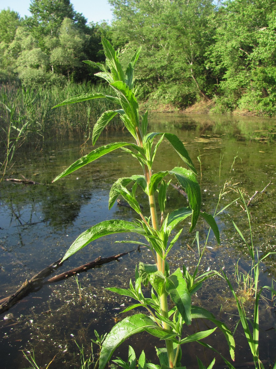 Изображение особи Epilobium hirsutum.