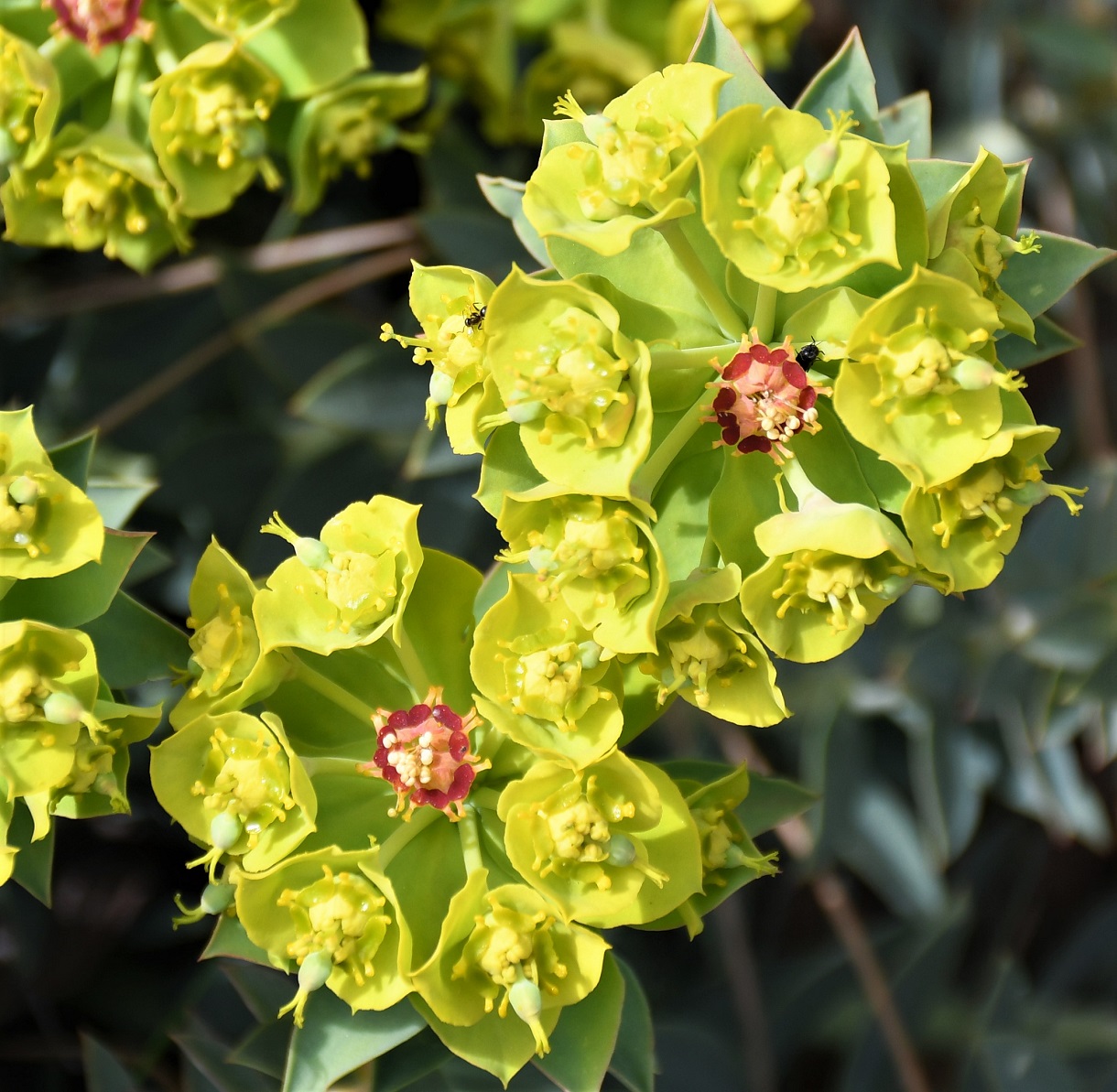 Image of Euphorbia veneris specimen.