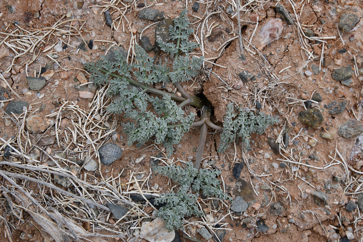 Изображение особи Ferula iliensis.