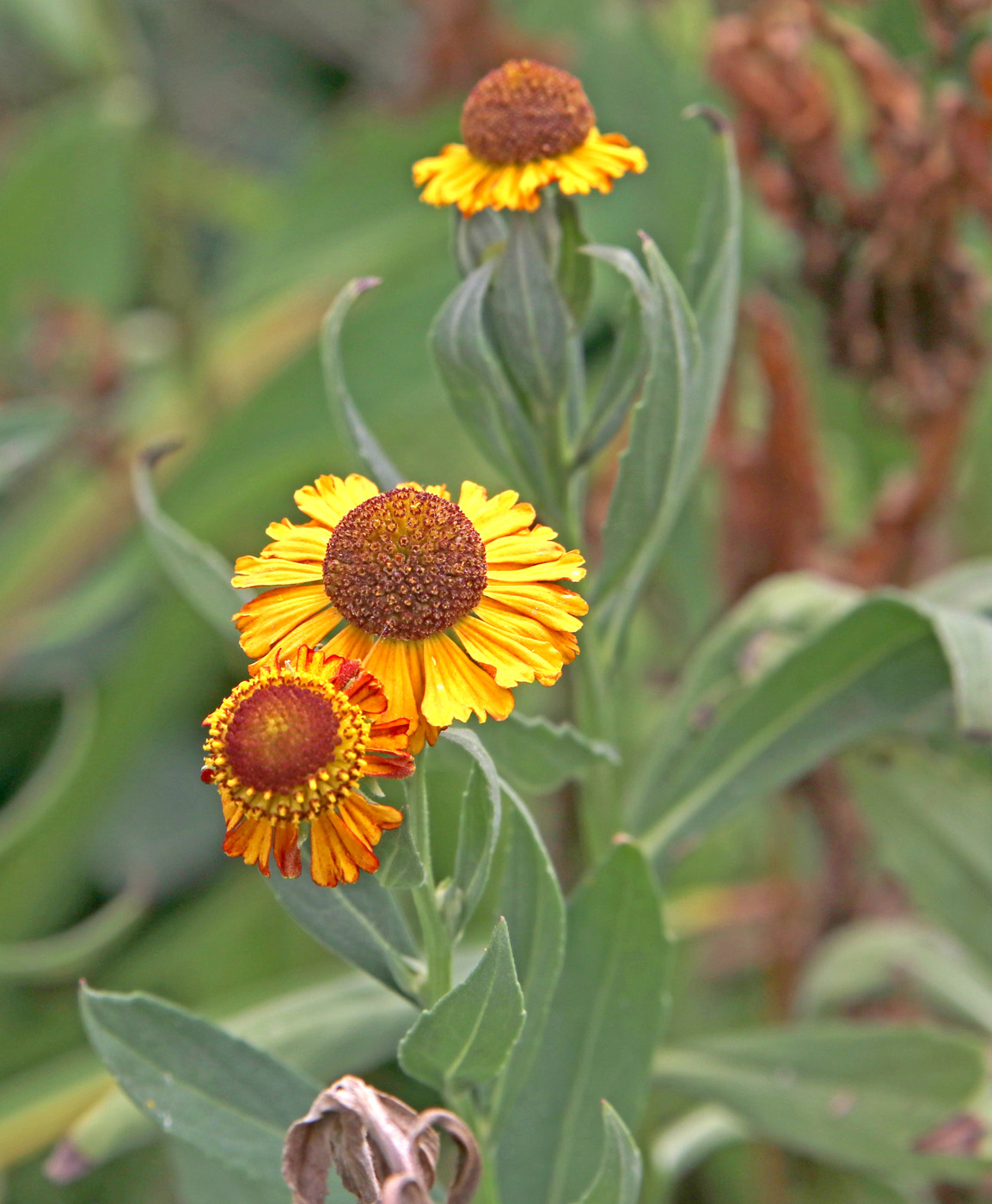 Image of Helenium autumnale specimen.