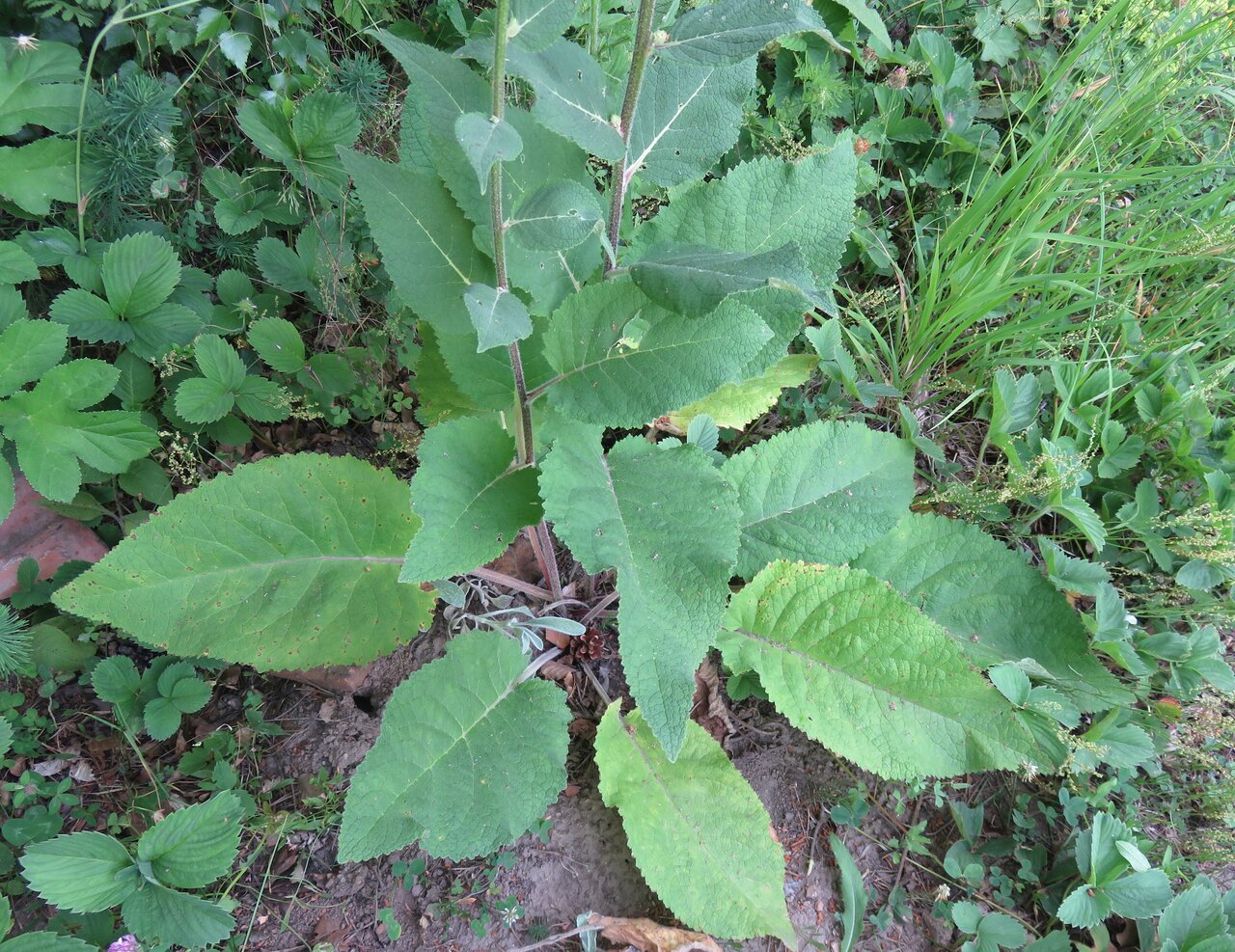 Image of Verbascum nigrum ssp. abietinum specimen.
