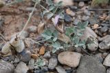 Astragalus ferganensis. Цветущее растение. Таджикистан, Согдийская обл., Исфара, глинисто-каменистый склон. 1 мая 2023 г.