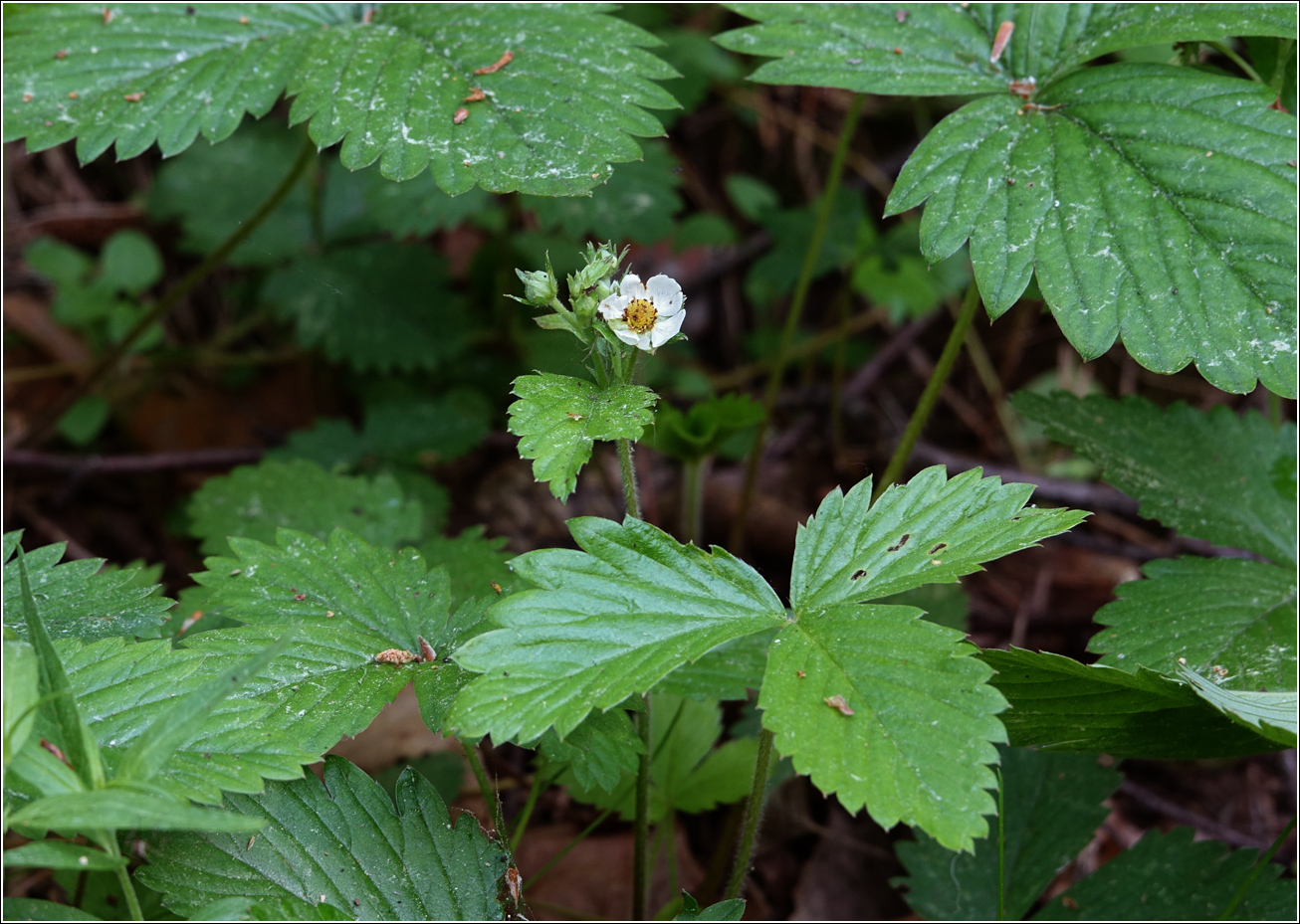 Изображение особи Fragaria vesca.