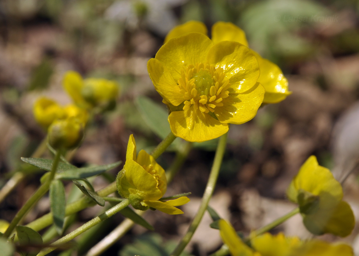 Изображение особи Ranunculus franchetii.