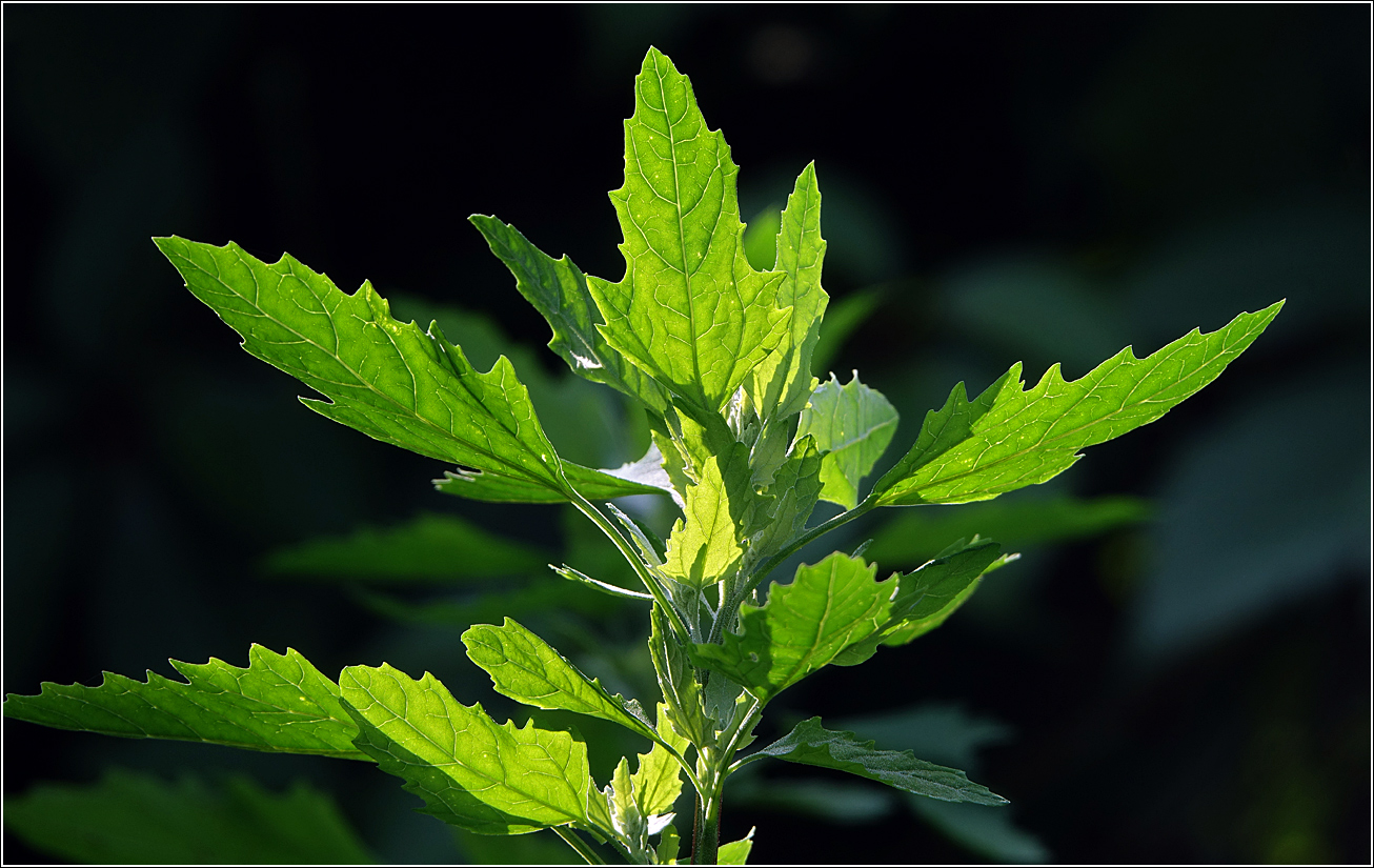 Image of Chenopodium album specimen.