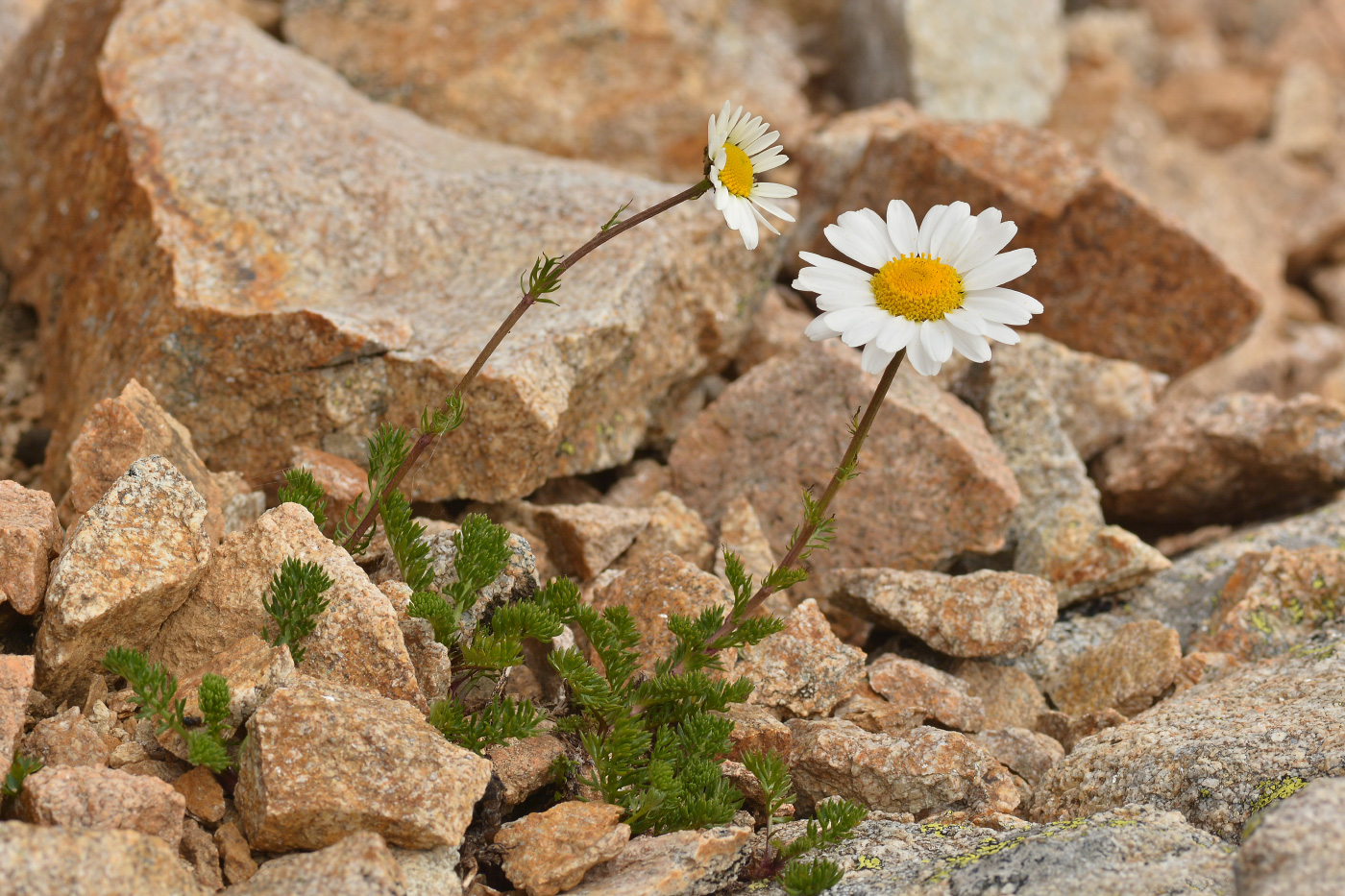 Image of Anthemis iberica specimen.