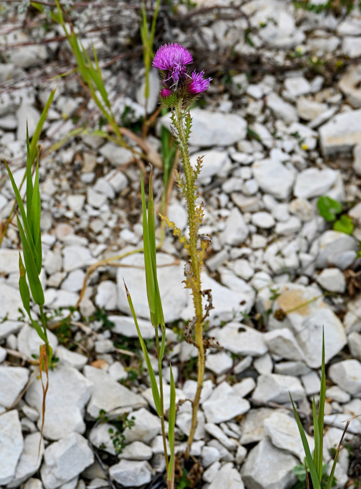 Image of genus Carduus specimen.