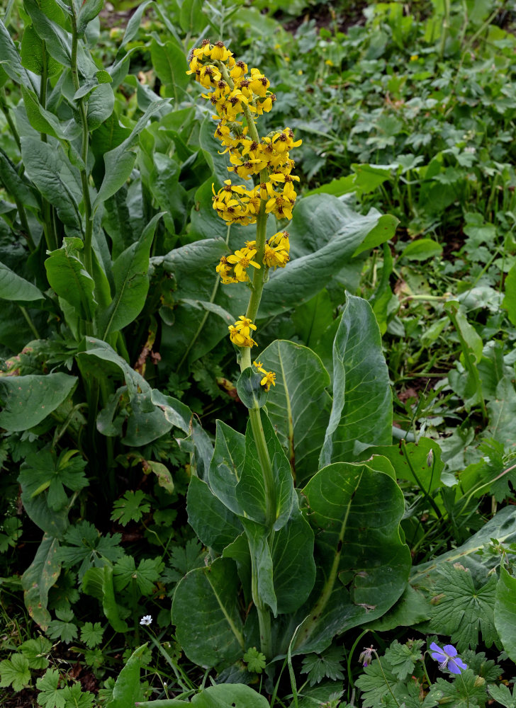 Изображение особи Ligularia alpigena.