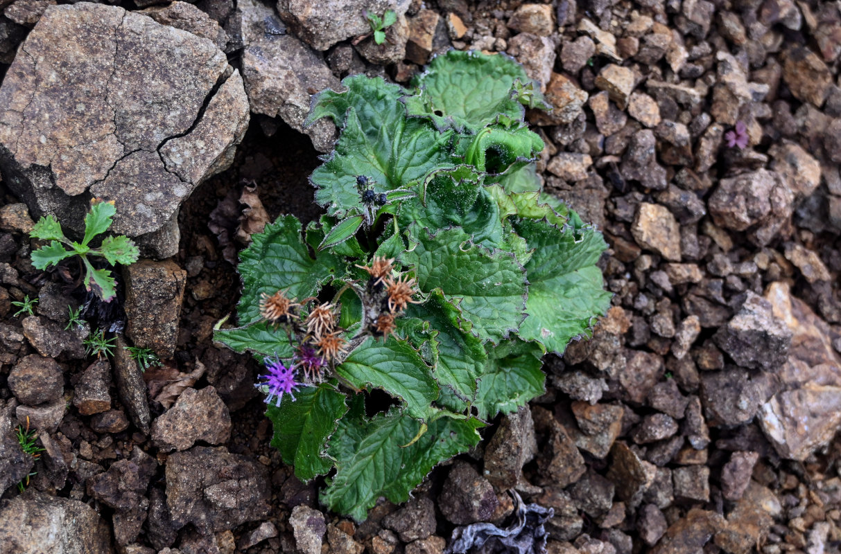 Изображение особи Saussurea nupuripoensis.