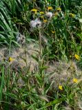 Sonchus arvensis