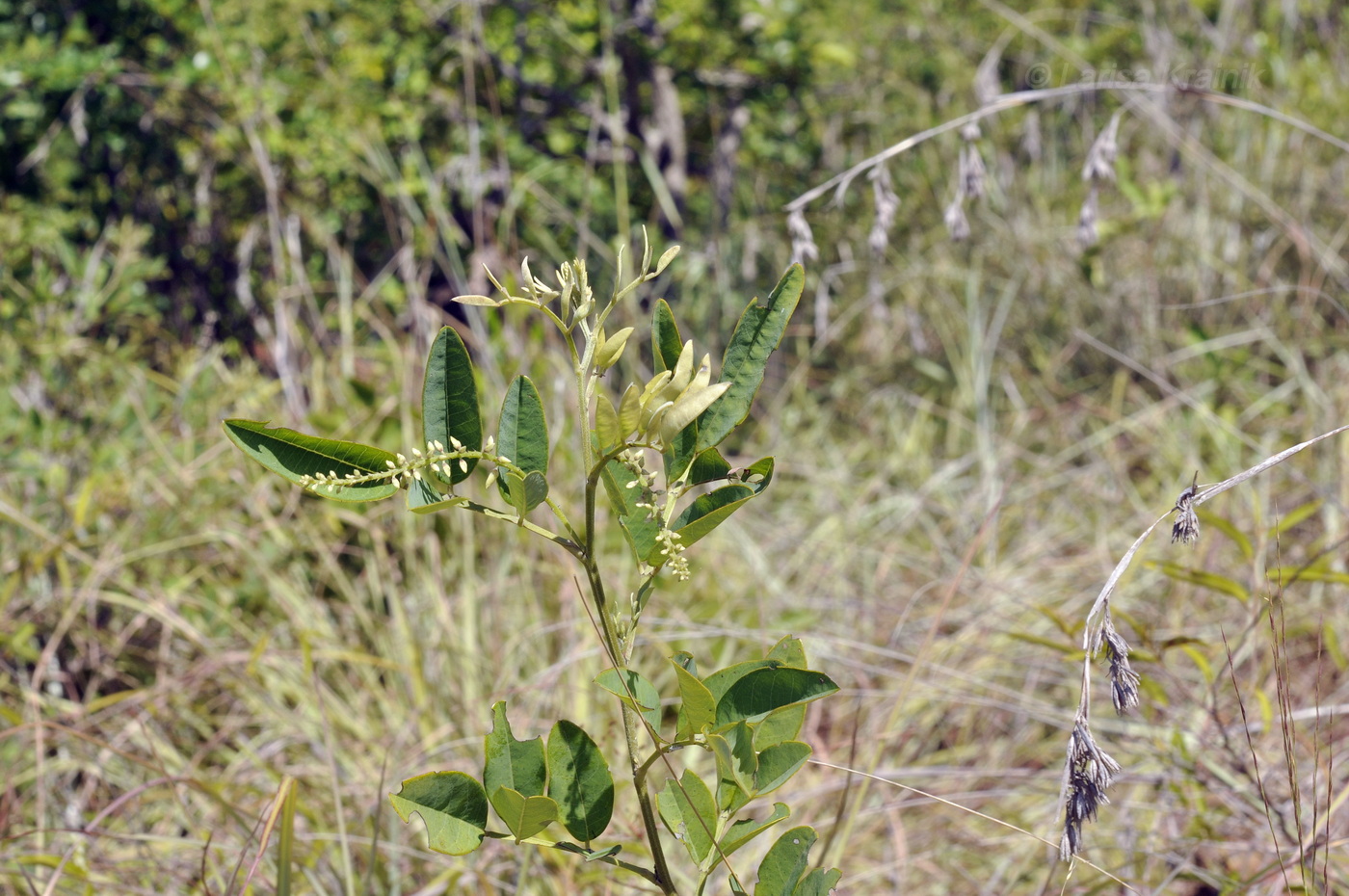 Изображение особи семейство Fabaceae.