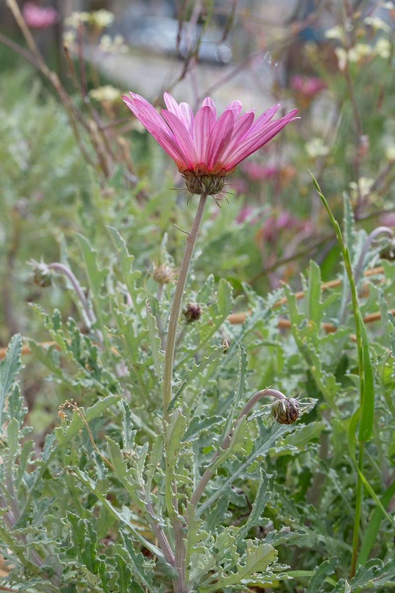 Изображение особи Arctotis hybrida.