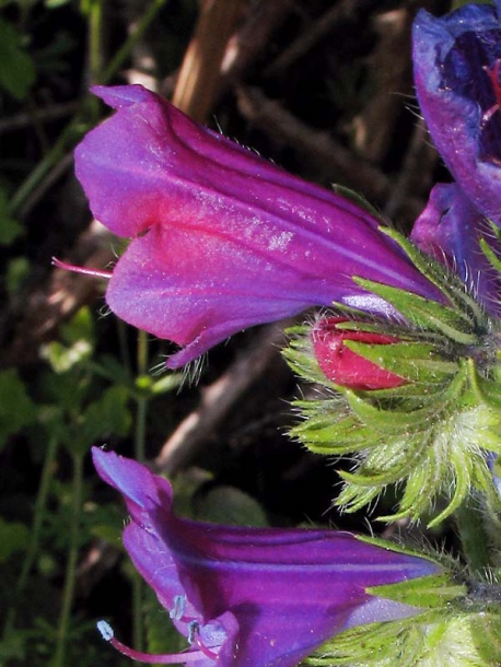 Изображение особи Echium plantagineum.