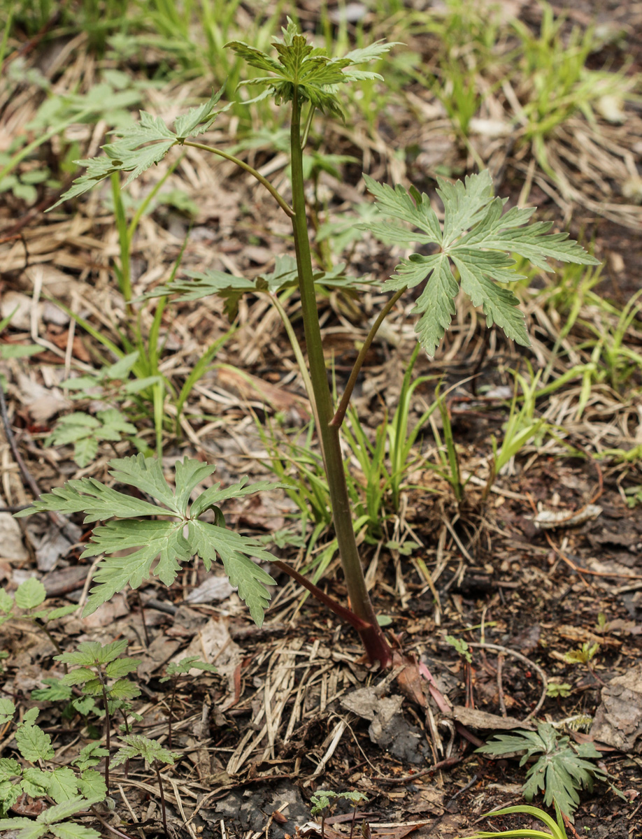 Image of Aconitum consanguineum specimen.