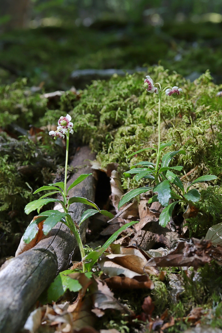 Image of Chimaphila umbellata specimen.