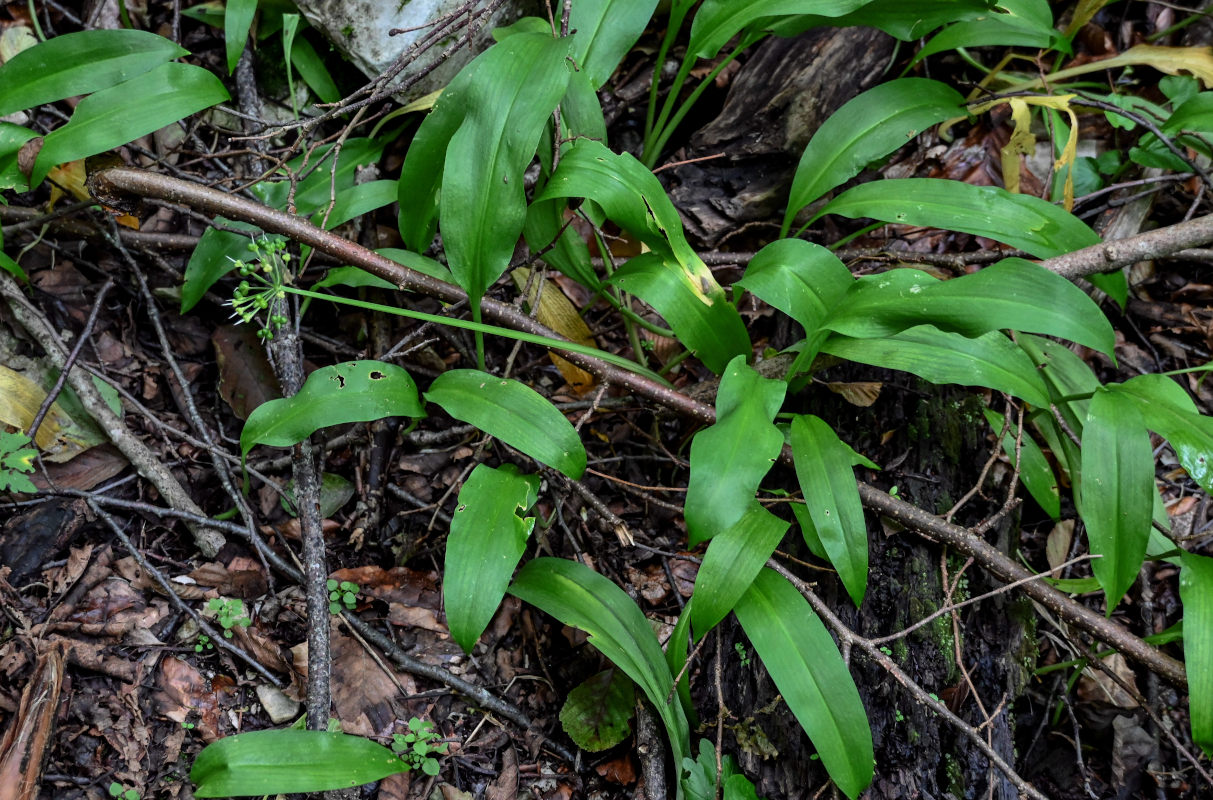 Изображение особи Allium ursinum.