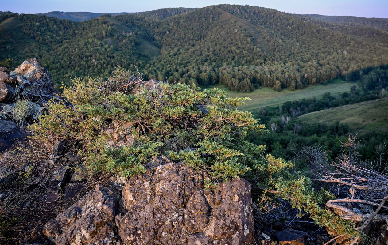 Image of Juniperus sabina specimen.