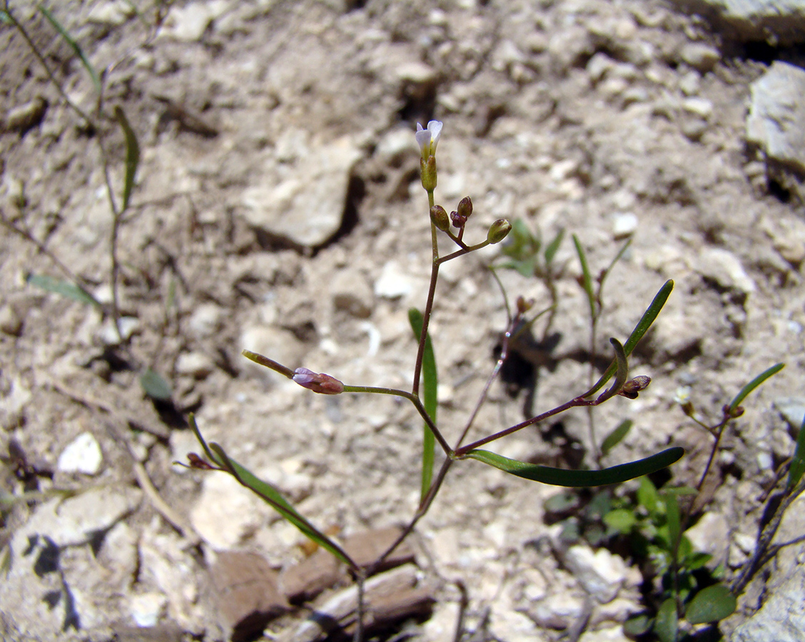 Image of Dichasianthus subtilissimus specimen.