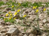 Crepis tectorum. Верхушка цветущей и плодоносящей веточки. Самарская обл., Ставропольский р-н, окр. с. Жигули, Молодецкий курган, берег зал. Жигулёвская Труба, каменная россыпь. 7 сентября 2023 г.