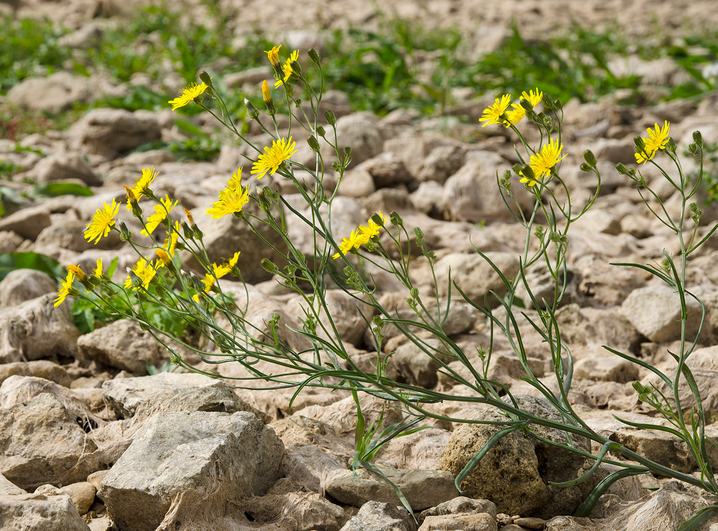 Изображение особи Crepis tectorum.