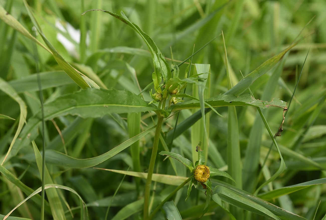 Image of genus Bidens specimen.