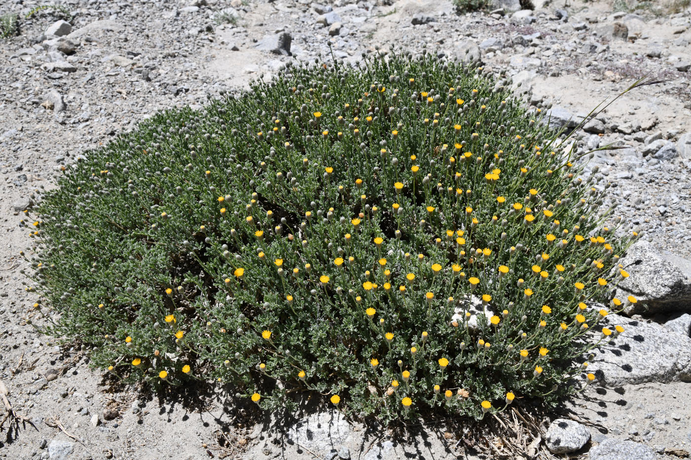 Image of Xylanthemum pamiricum specimen.